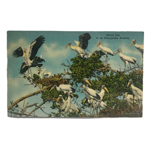Wood Ibis Birds in an Everglades Rookery  Vintage Linen Postcard Curt Teich - Picture 1 of 2